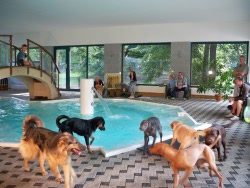 Feiern, Party für Hundebesitzer