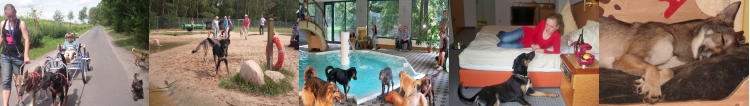 Ausflugsort für Menschen und Tiere, Parties, Hotel, Tierhotel